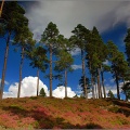Braemar Scots Pine